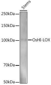 Western blot analysis of extracts of various tissues from the japonica rice (Oryza sativa L ) variety Zhonghua 11, using Anti-Lipoxygenase Antibody (A309741) at 1:1,000 dilution