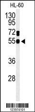 Anti-KLK15 Rabbit Polyclonal Antibody