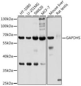 Anti-GAPDS Antibody (A11323)