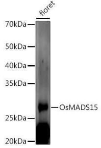 Anti-MADS15 Rabbit Polyclonal Antibody