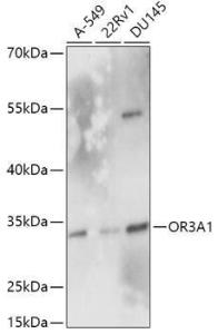 Western blot analysis of extracts of various cell lines, using Anti-OR3A1 Antibody (A305937) at 1:1,000 dilution