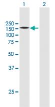 Anti-KIAA0319L Mouse Polyclonal Antibody