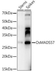 Western blot analysis of extracts of various tissues from the japonica rice (Oryza sativa L