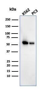 Western blot analysis of K562 and PC3 cell lysates using Anti-SERBP1 Antibody [SERBP1/3493]