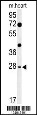 Anti-HES7 Rabbit Polyclonal Antibody