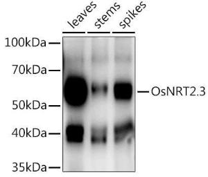 Western blot analysis of extracts of various tissues from the japonica rice (Oryza sativa L)