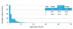 Analysis of protein array containing more than 19000 full-length human proteins using Anti-C1QA Antibody [C1QA/2955]