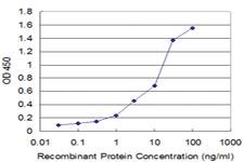 Anti-GSTO1 Mouse Monoclonal Antibody [clone: 1B6]