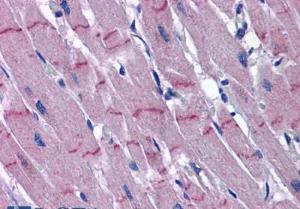 Anti-PAPPA2 Rabbit Polyclonal Antibody