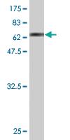 Anti-RNF113A Mouse Monoclonal Antibody [clone: 3F3]