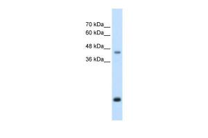 Anti-ASPN Rabbit Polyclonal Antibody