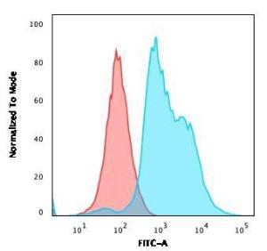 Antibody anti-ZAP70 ZAP702047 100 µg