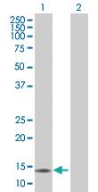 Anti-CCL21 Mouse Polyclonal Antibody