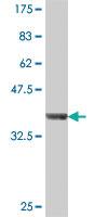 Anti-RPS14 Mouse Polyclonal Antibody