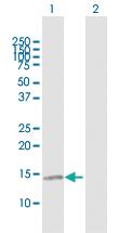 Anti-CCL21 Mouse Polyclonal Antibody