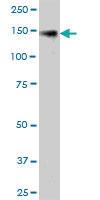 Anti-KIAA0319L Mouse Polyclonal Antibody