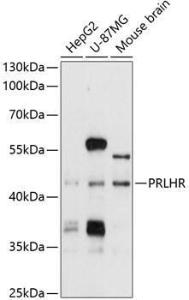 Western blot analysis of extracts of various cell lines, using Anti-GPCR GPR10 Antibody (A11324) at 1:1,000 dilution. The secondary antibody was Goat Anti-Rabbit IgG H&L Antibody (HRP) at 1:10,000 dilution.