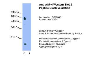 Anti-ASPN Rabbit Polyclonal Antibody