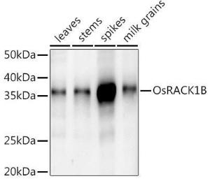 Western blot analysis of extracts of various tissues from the japonica rice (Oryza sativa L. ) variety Zhonghua 11, using Anti-RACK1B Antibody (A309746) at 1:1,000 dilution. The secondary antibody was Goat Anti-Rabbit IgG H&L Antibody (HRP) at 1:10,000 dilution.