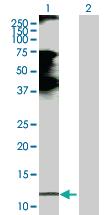 Anti-CCL21 Rabbit Polyclonal Antibody