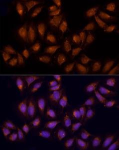 Immunofluorescence analysis of U2OS using Anti-AGPS Antibody (A11325) at a dilution of 1:100 (40X lens). DAPI was used to stain the cell nuclei (blue)