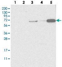 Anti-SH3TC2 Rabbit Polyclonal Antibody