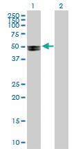 Anti-ADCK4 Mouse Polyclonal Antibody