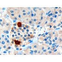 Anti-PPY Goat Polyclonal Antibody