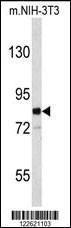 Anti-EVI5 Rabbit Polyclonal Antibody (APC (Allophycocyanin))