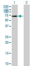 Anti-URI1 Mouse Polyclonal Antibody