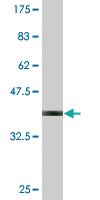 Anti-CD55 Mouse Monoclonal Antibody [clone: 1D7]