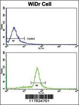 Anti-VIL1 Rabbit Polyclonal Antibody