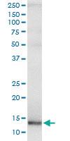 Anti-CCL23 Rabbit Polyclonal Antibody