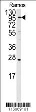 Anti-MATR3 Rabbit Polyclonal Antibody