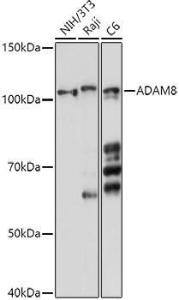 Anti-MS2 Antibody (A11327)