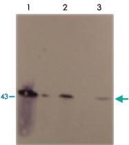 Anti-SERPINE1 Mouse Monoclonal Antibody [clone: H4B3]