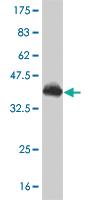 Anti-PRKAA1 Mouse Monoclonal Antibody [clone: 4D9]