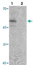 Anti-ZGPAT Chicken Polyclonal Antibody