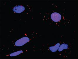 Anti-CD86 + CTLA4 Antibody Pair