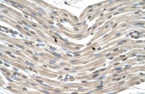 Anti-CDX4 Rabbit Polyclonal Antibody