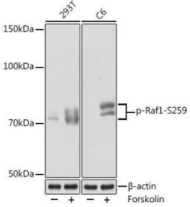 Anti-Raf1 antibody