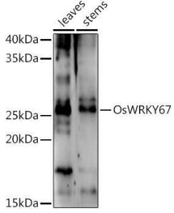 Antibody A309750-100 100 µl