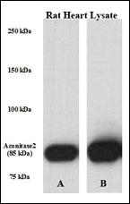 Anti-PRKAG1 Rabbit Polyclonal Antibody