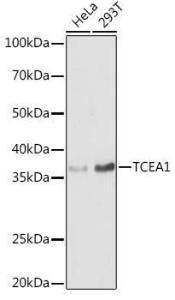 Western blot analysis of extracts of various cell lines, using Anti-TCEA1 Antibody (A11331) at 1:1,000 dilution The secondary antibody was Goat Anti-Rabbit IgG H&L Antibody (HRP) at 1:10,000 dilution Lysates/proteins were present at 25 µg per lane