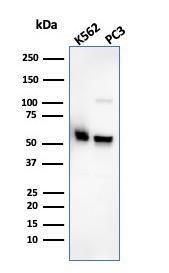 Western blot analysis of K562 and PC3 cell lysates using Anti-SERBP1 Antibody [SERBP1/3495]