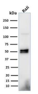 Western blot analysis of Raji cell lysate using Anti-CD79a Antibody [HM57]