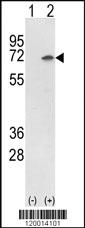 Anti-XRCC6 Rabbit Polyclonal Antibody