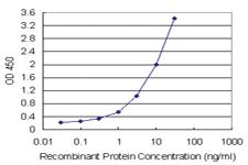 Anti-FGF1 Polyclonal Antibody Pair