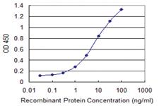 Anti-EED Mouse Monoclonal Antibody [clone: 3B12]