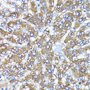 Anti-ATG3 Rabbit Monoclonal Antibody [clone: ARC0073]